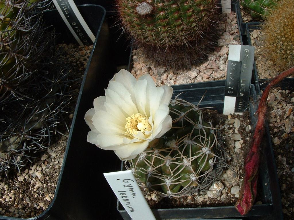 Gymnocalycium leeanum.JPG